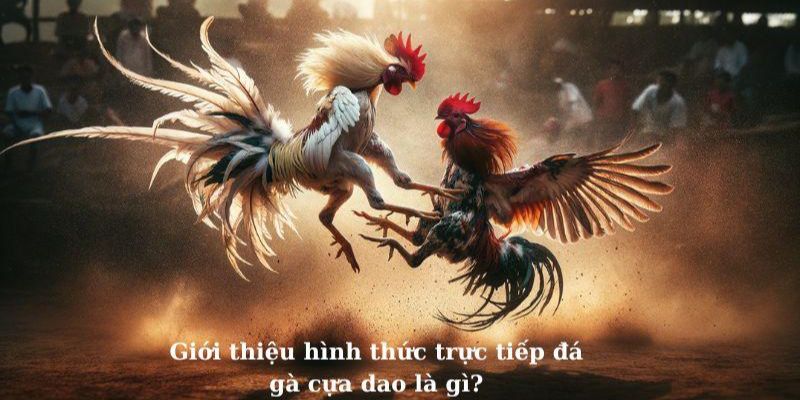 Đá Gà Cựa Dao Jun88 - Những Trận Chiến Khét Nhất Thế Giới 2 Giới thiệu sơ lược đá gà cựa dao